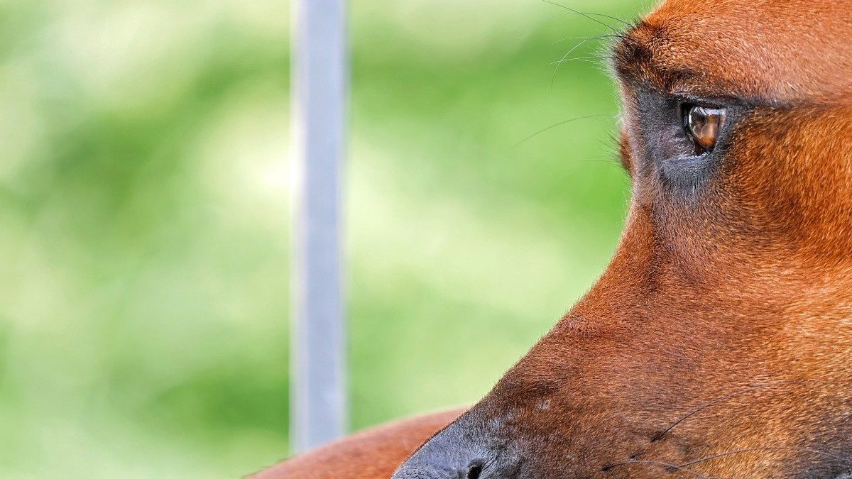 thai Ridgeback