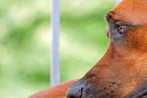 thai Ridgeback