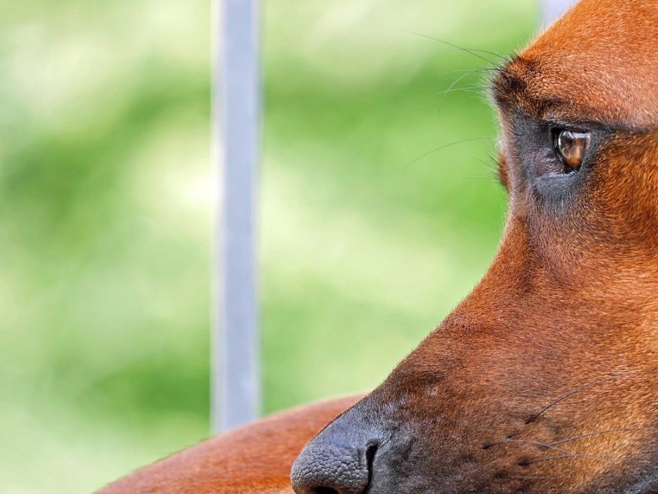 thai Ridgeback