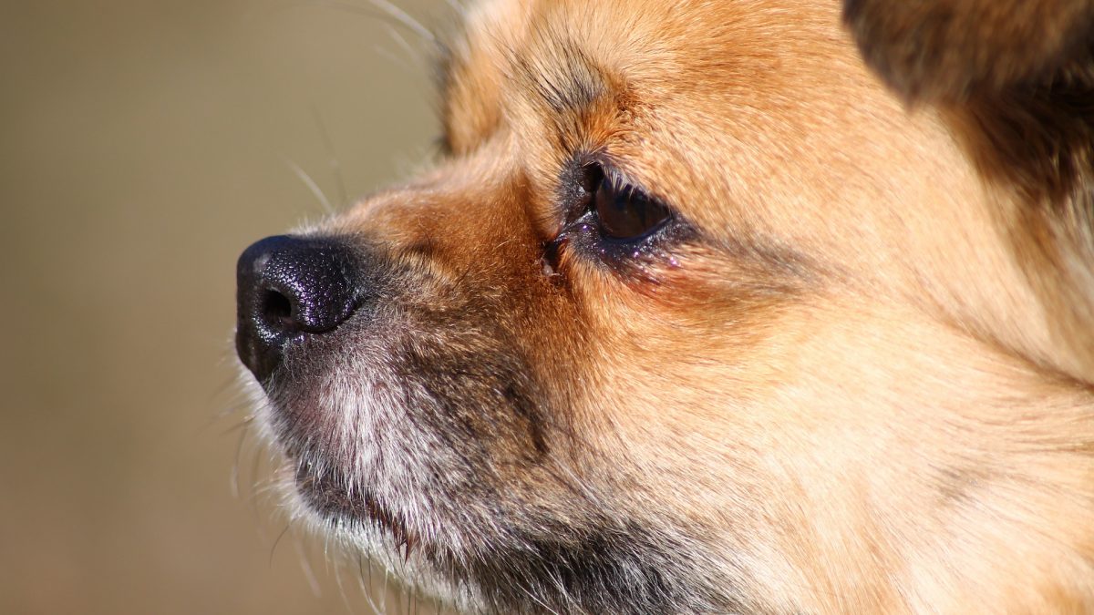 Tibetaanse Spaniel