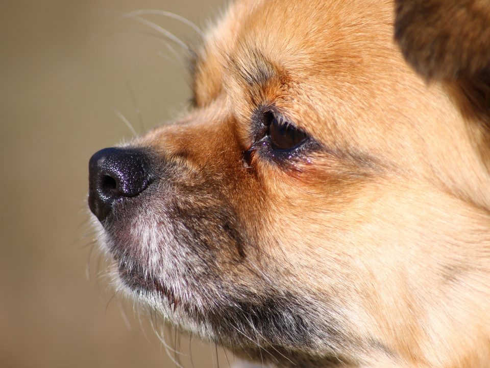 Tibetaanse Spaniel