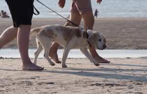 wandelen-met-hond