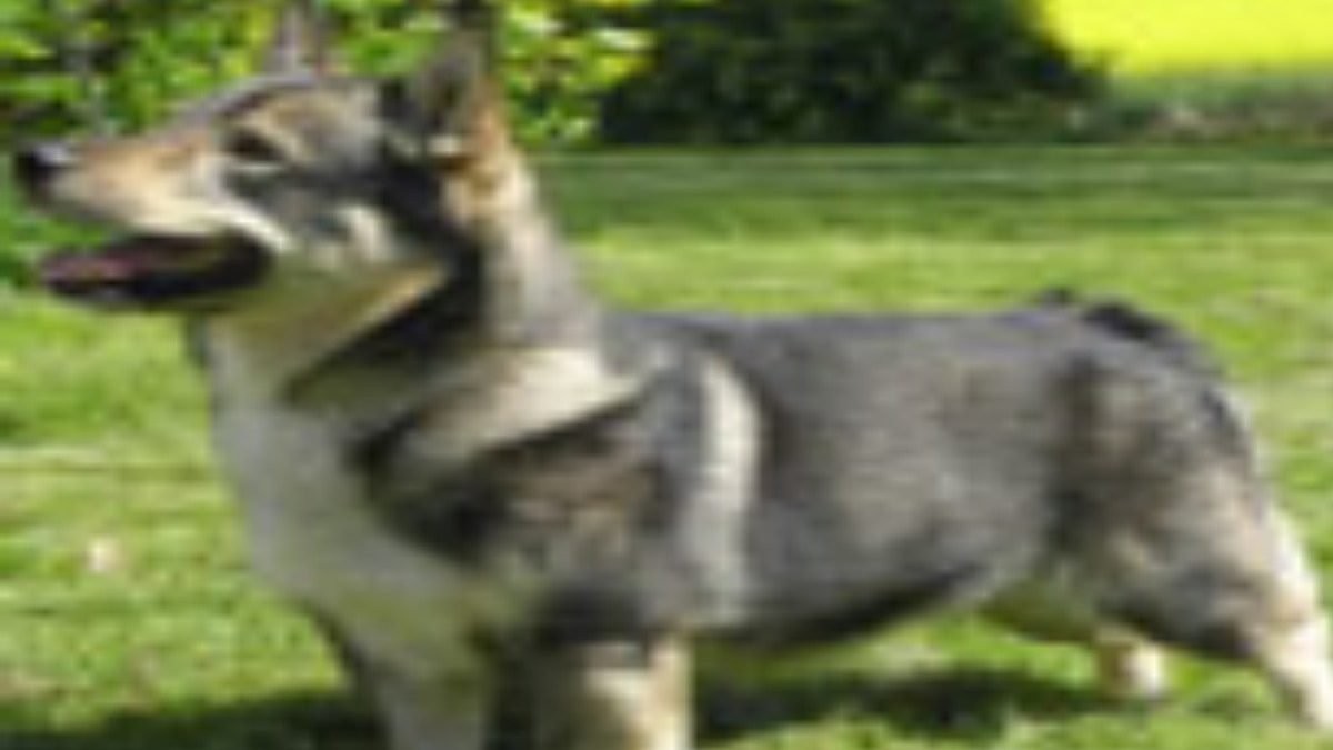 zweedse-vallhund