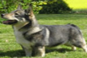 zweedse-vallhund