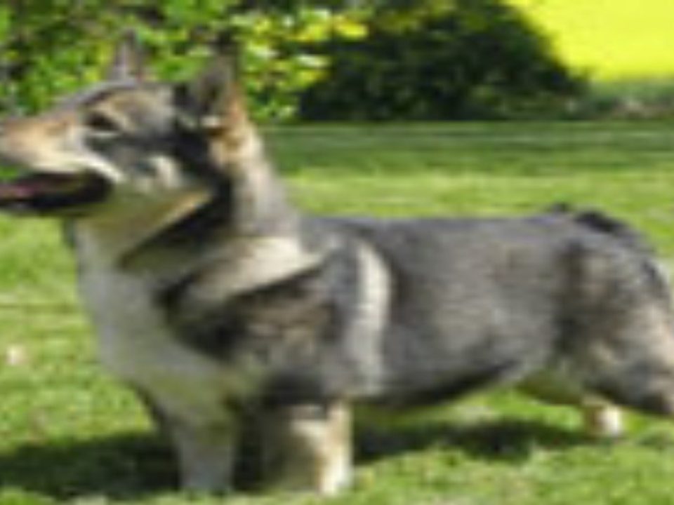 zweedse-vallhund