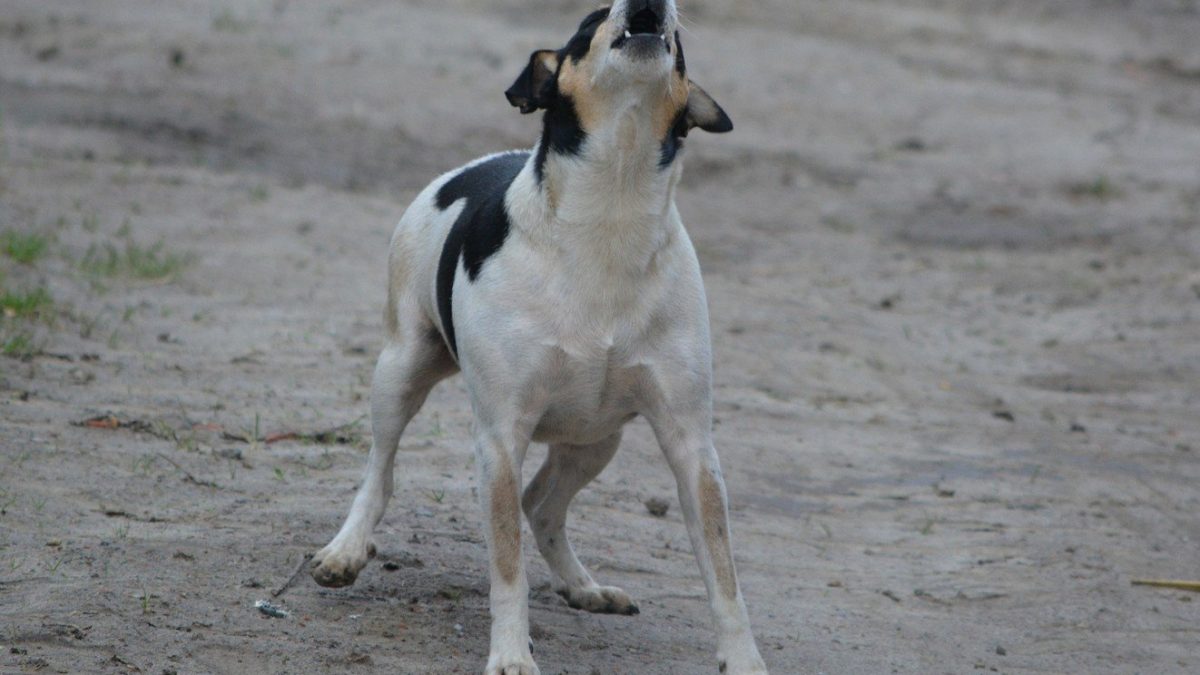 blaffende-hond