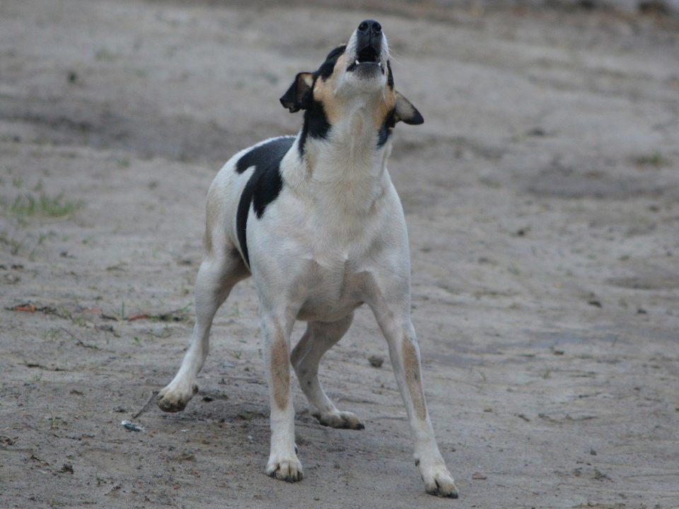 blaffende-hond