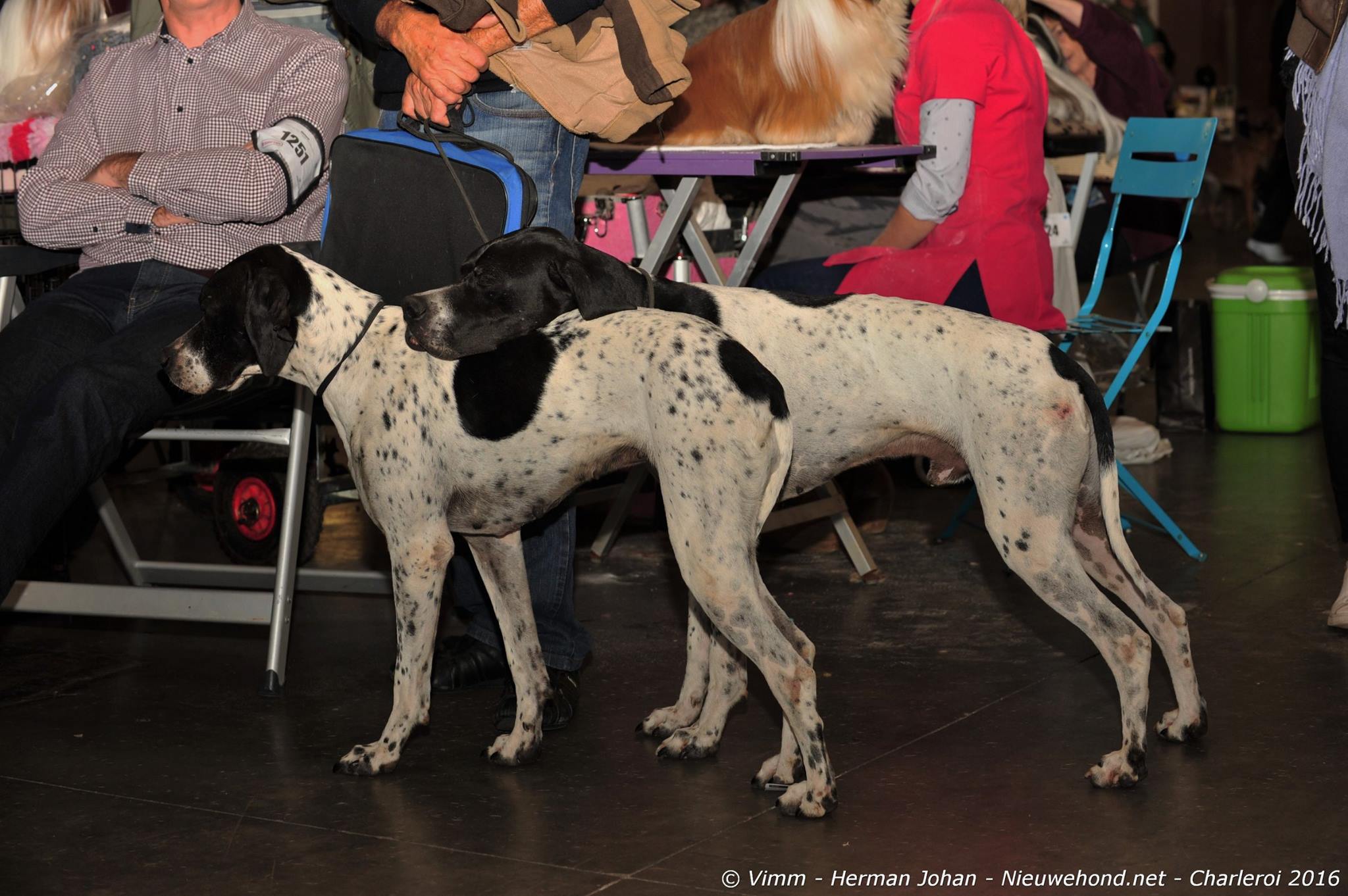 dogshow-2-honden