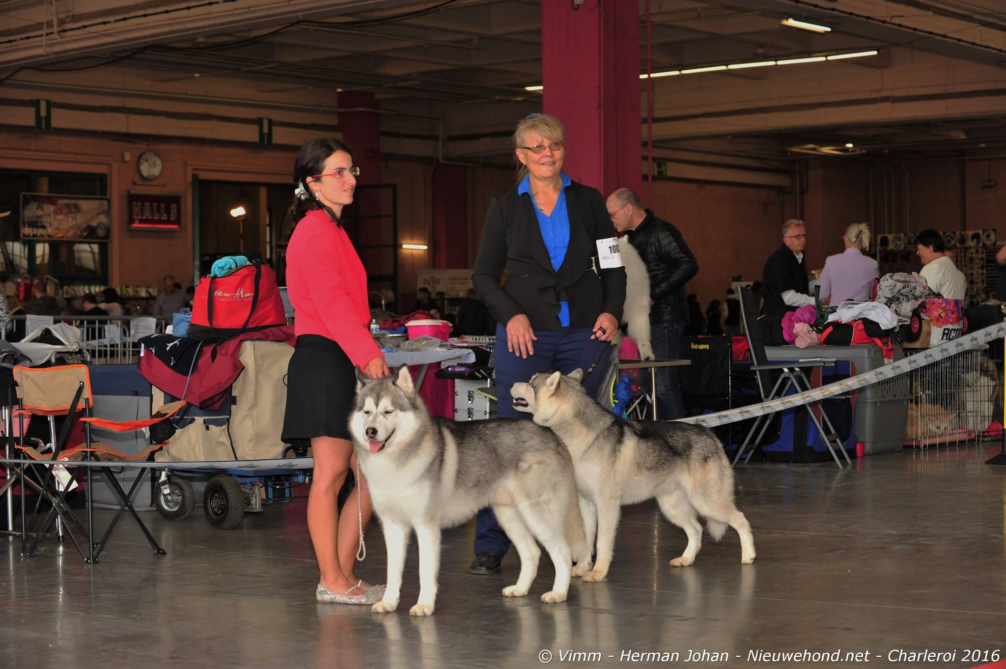 dogshow-hond