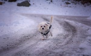 gestrooide-wegen-zijn-een-gevaar-voor-de-hond