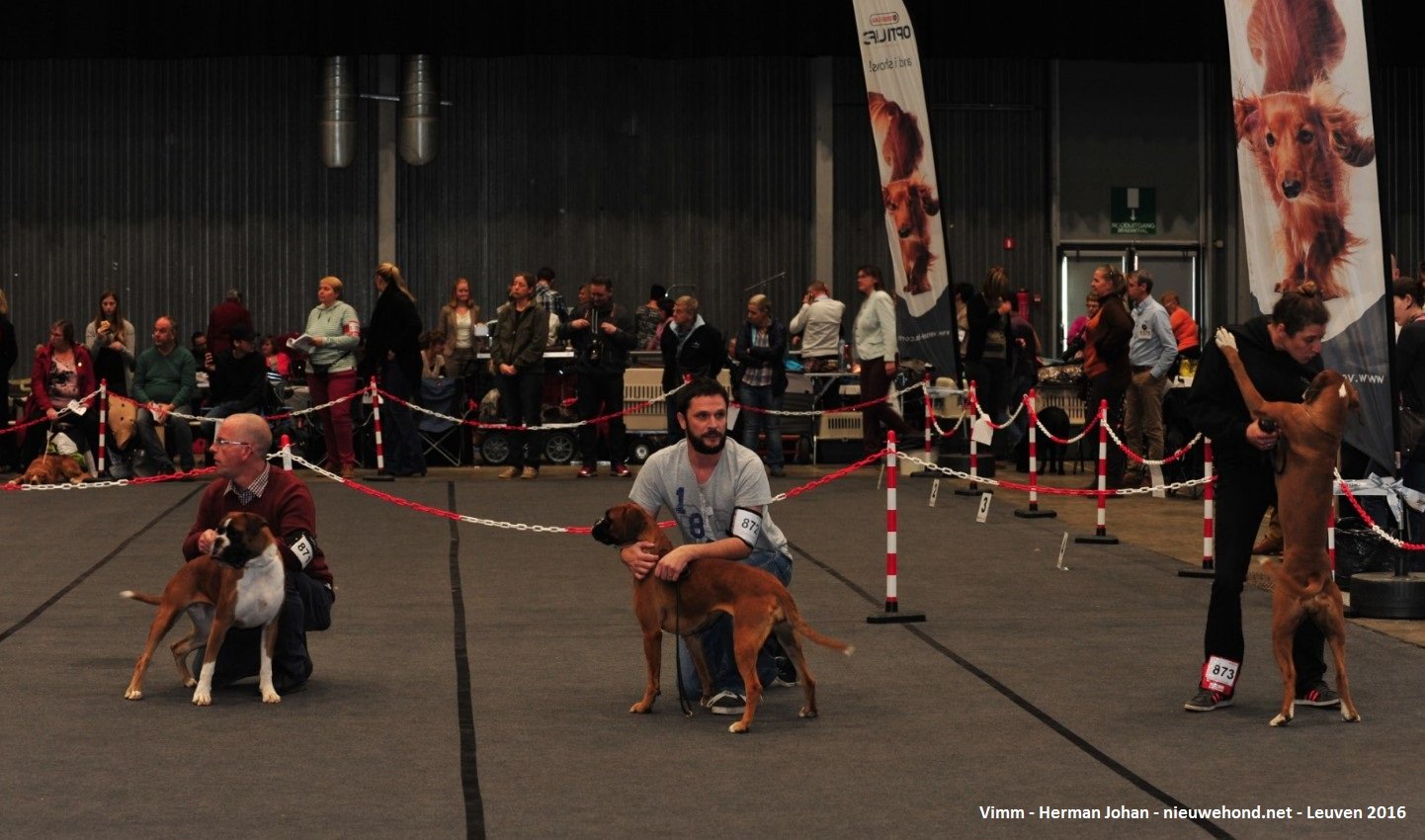 Sfeerfoto's Hondenshow Leuven 2016