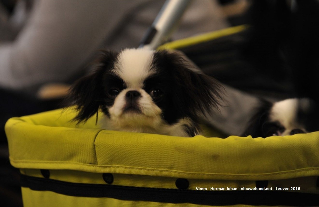 De nieuwe hond - Sfeerfoto's Hondenshow Leuven 2016