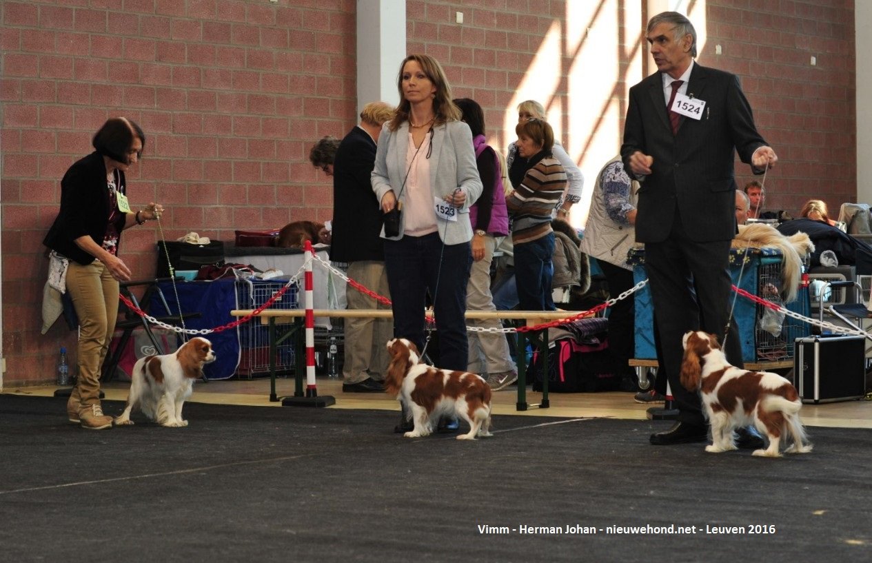 De nieuwe hond - Sfeerfoto's Hondenshow Leuven 2016