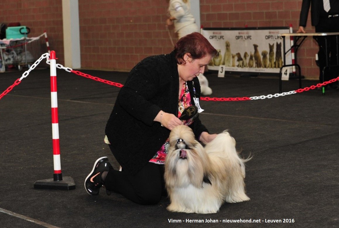 De nieuwe hond - Sfeerfoto's Hondenshow Leuven 2016