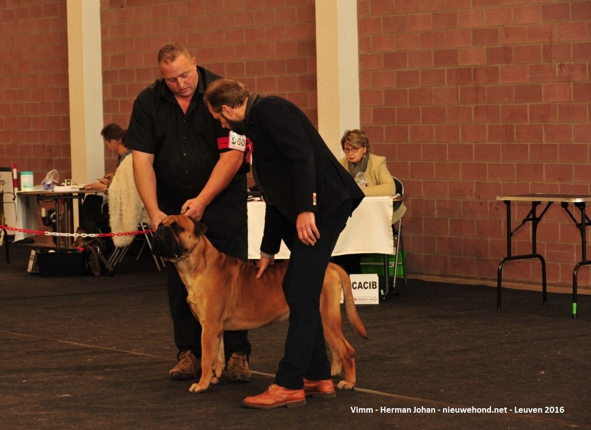 De nieuwe hond - Sfeerfoto's Hondenshow Leuven 2016