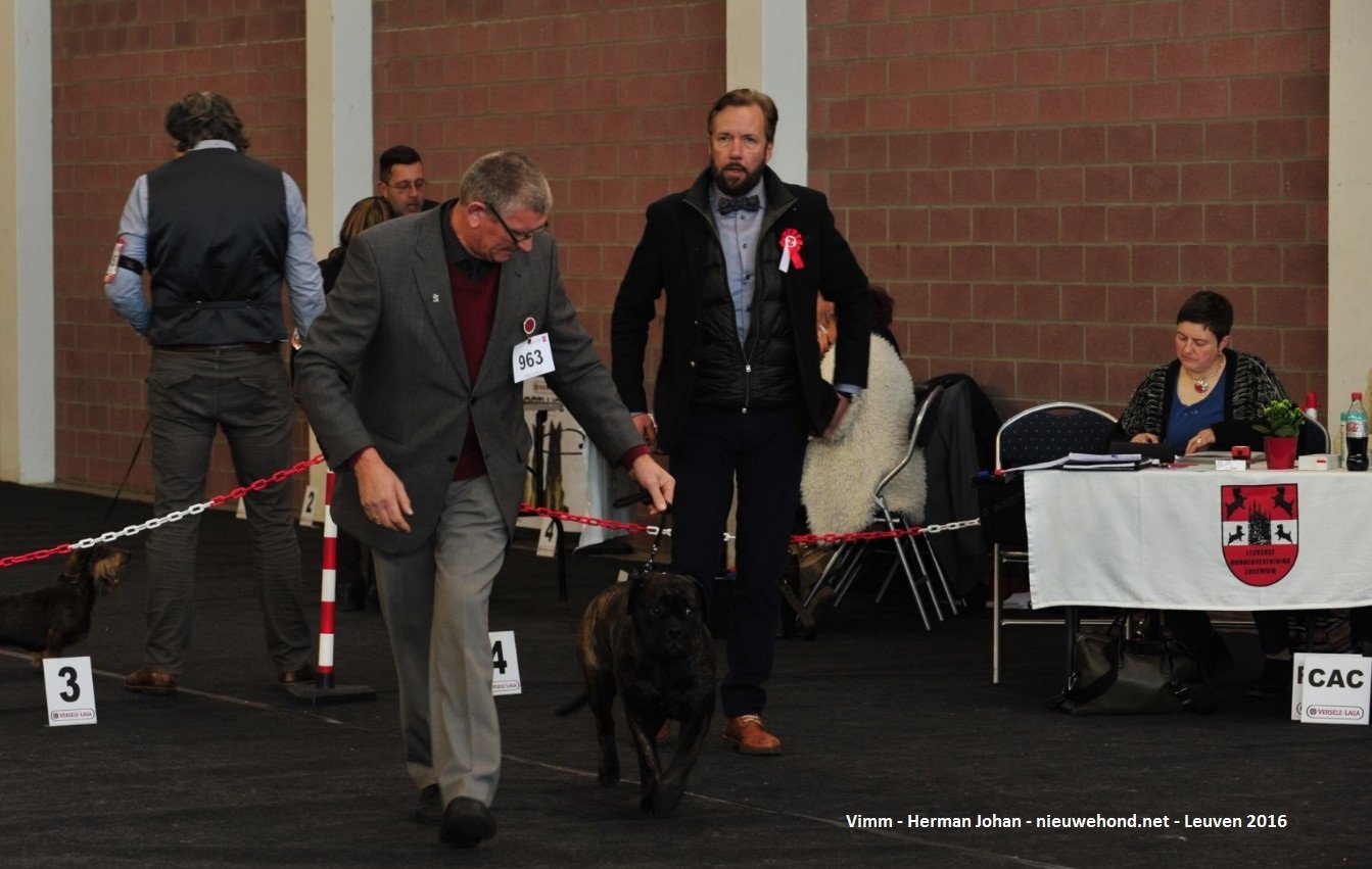 De nieuwe hond - Sfeerfoto's Hondenshow Leuven 2016