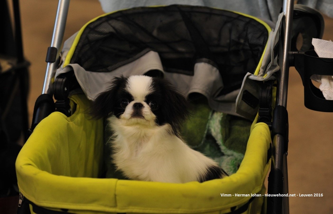 De nieuwe hond - Sfeerfoto's Hondenshow Leuven 2016