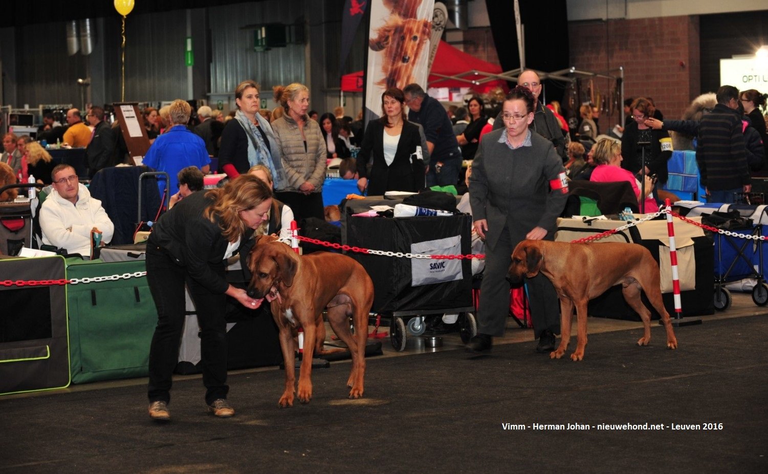 De nieuwe hond - Sfeerfoto's Hondenshow Leuven 2016