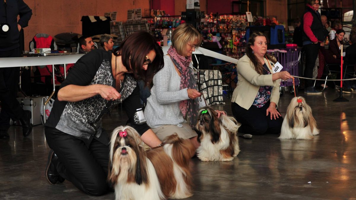 Fotoverslag Hondenshow Charleroi 2016 - shihtzu 2