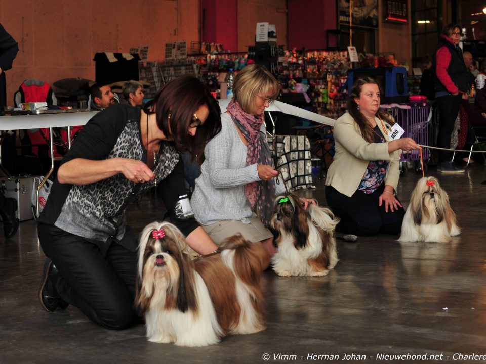 Fotoverslag Hondenshow Charleroi 2016 - shihtzu 2