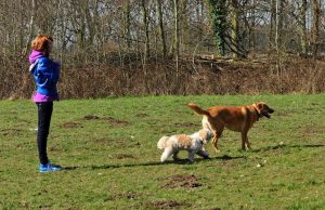 wandelen-met-puppie