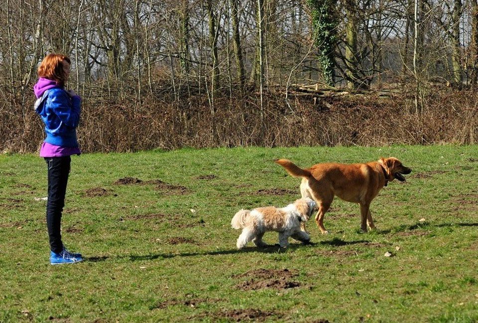 wandelen-met-puppie