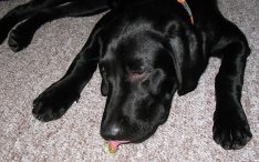 Bloemen En Planten Giftig Voor Honden De Nieuwe Hond