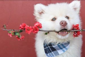 giftige bloemen en planten voor honden