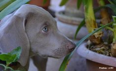 Bloemen En Planten Giftig Voor Honden De Nieuwe Hond