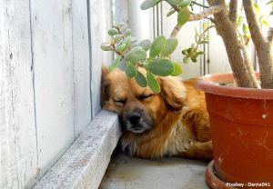 vergiftiging-bij-honden