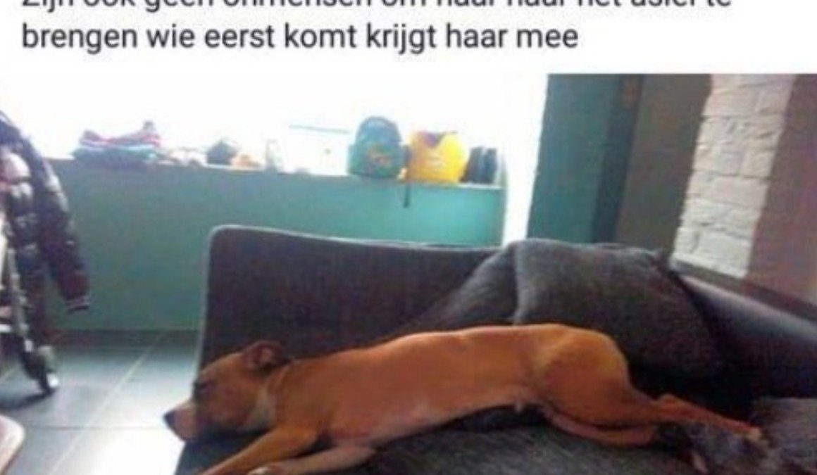 Hond beu gratis af te halen