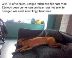 Hond beu gratis af te halen