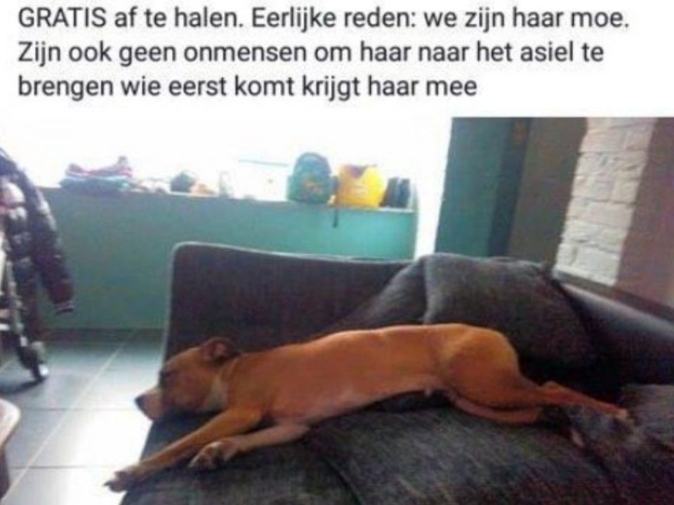 Hond beu gratis af te halen