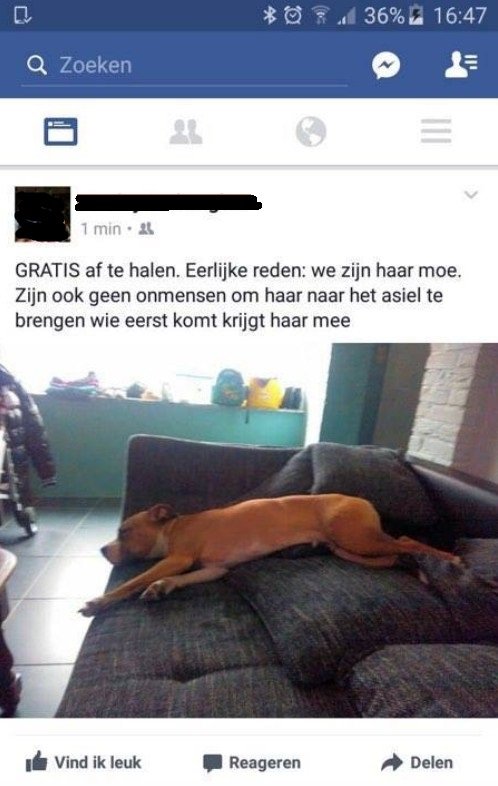 Hond beu gratis af te halen