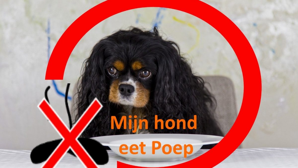 Beheren Prediken Bukken Hond eet poep en hoe afleren - De Nieuwe Hond