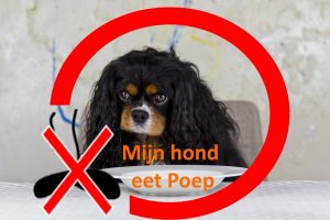 hond eet poep