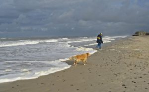 hond op strand