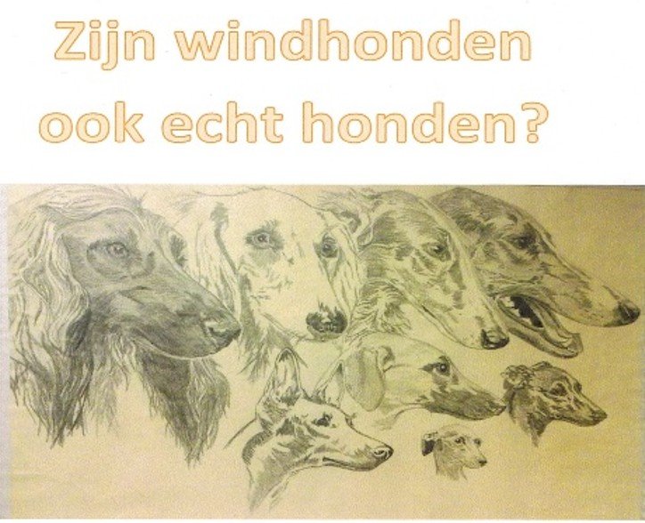 zijn windhonden echte honden