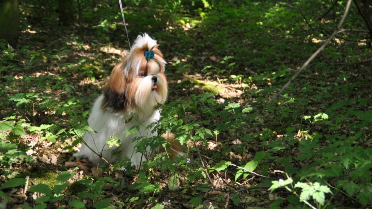 Honden in de natuur - Foto Mysticwonderland