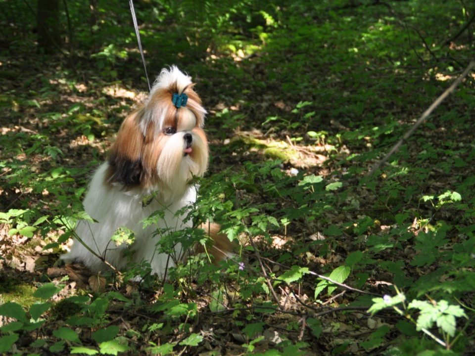 Honden in de natuur - Foto Mysticwonderland