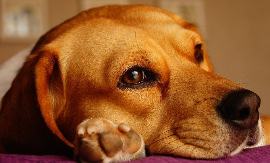 Meest geschikte gezinshonden is de Beagle