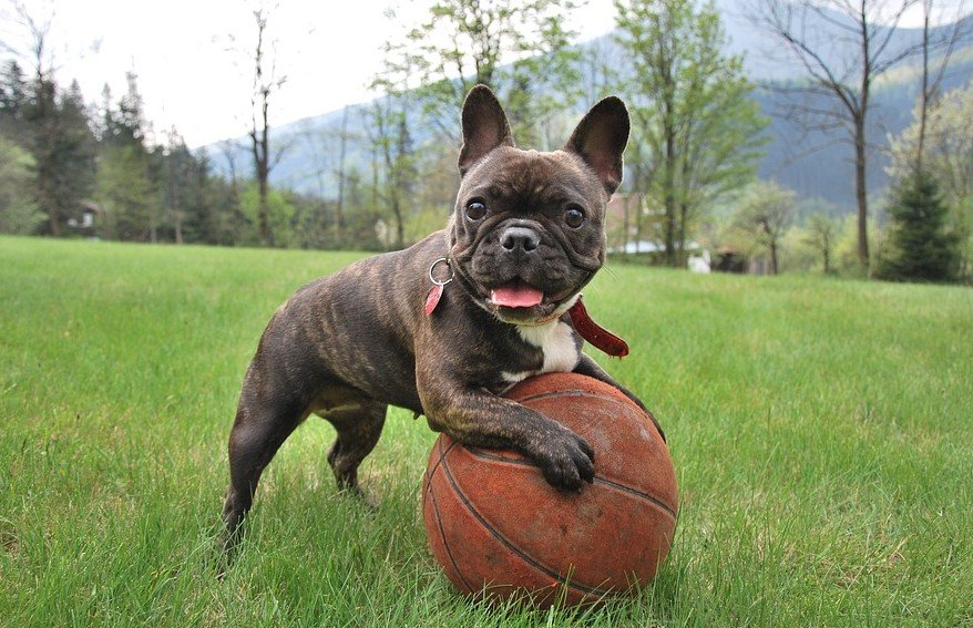 Meest geschikte gezinshond - Bulldog