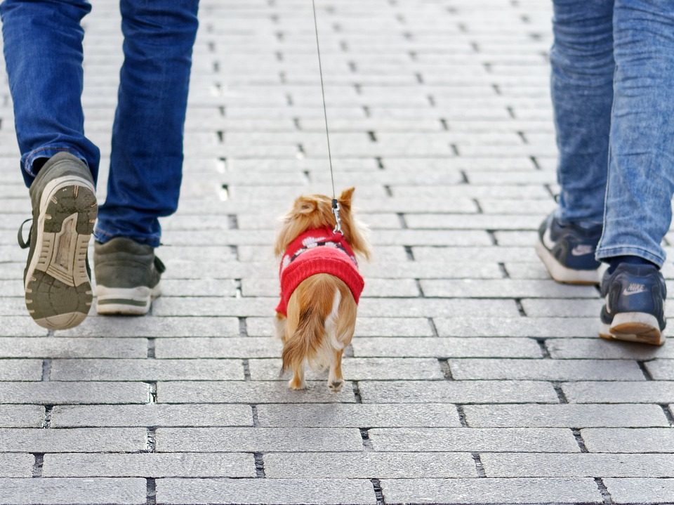 Een hond delen is perfect mogelijk