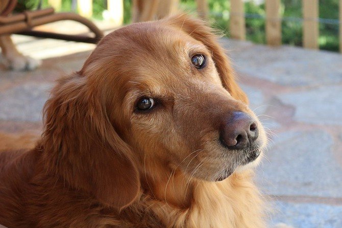 Meest geschikte gezinshonden - Golden Retriever