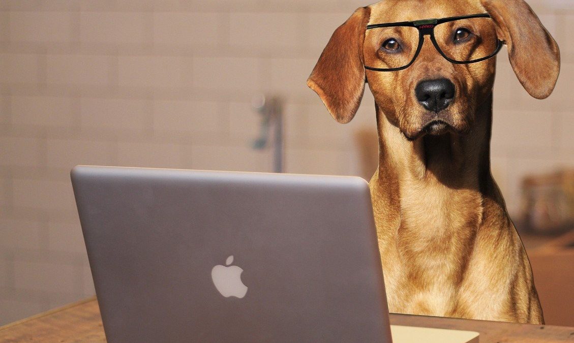 Hoe intelligent is mijn hond ? Doe de IQ test ... - De