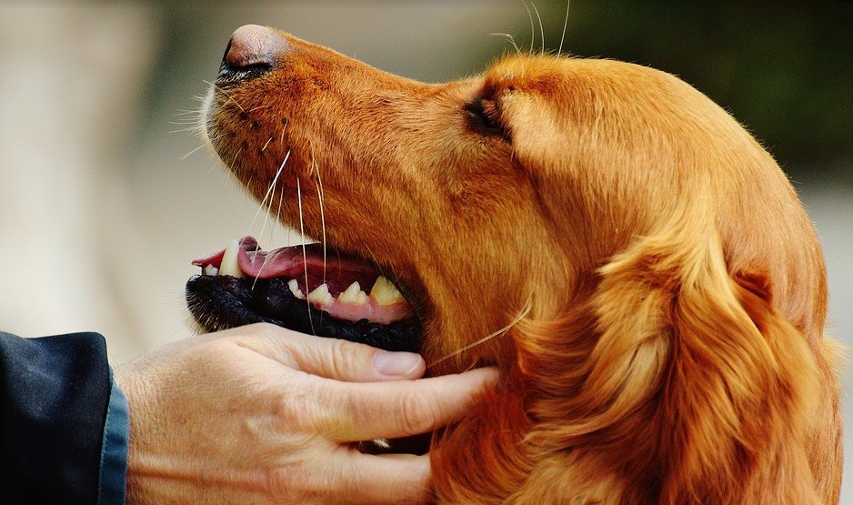 Meest geschikte gezinshonden - Ierse Setter