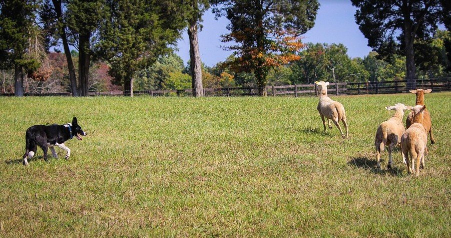 Schapen drijven met een Border Collie