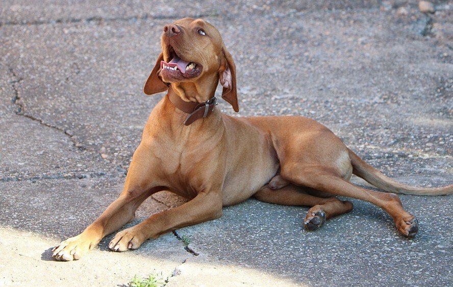 De meest geschikte gezinshond is de Vizsla