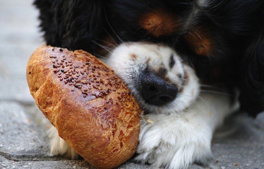 Voedselallergie bij honden 