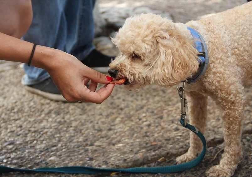 Voedselallergie bij honden